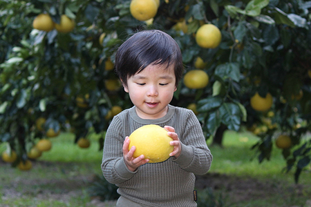 【 先行予約 】土佐文旦 5kg 家庭用 L ~ 4L 文旦 ぶんたん みかん 高知 フルーツ スイーツ 蜜柑 お裾分け デザート 柑橘 ジャム お菓子 小野果樹園