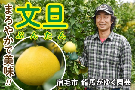 龍馬がゆく園芸の土佐文旦3kg贈答用