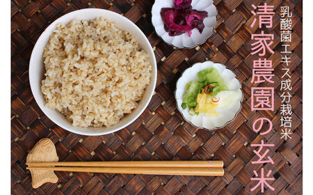 yߘa7NYzƔ_ ѕāiɂ܂j10kgyʍ͔|E_sgpz 