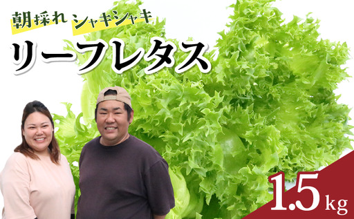 レタス 1.5kg リーフレタス 高知産 フリルレタス