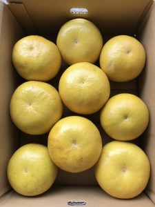 小野果樹園の文旦【家庭用】5kg（L～4L）