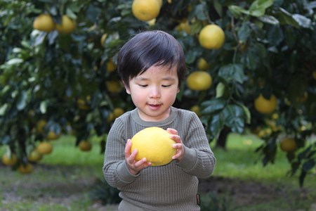 小野果樹園の文旦【家庭用】10kg