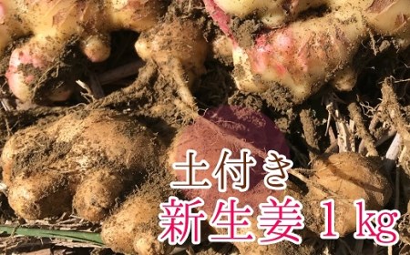 [先行予約]自然農 新生姜1kg(自然のままの土付き)皮まで食べられる 甘酢漬け ガリ ショウガ[R00216]