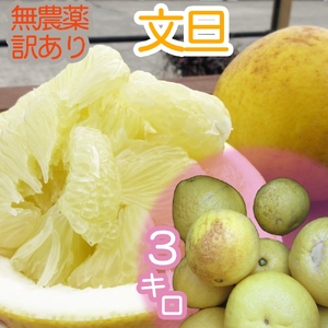 [先行受付 令和8年3月]訳あり 文旦 3キロ 3kg 農薬不使用 熟成 柑橘 みかん 果物 果実 サイズ混合 不揃い ぶんたん ブンタン ザボン おやつ デザート 甘い 美味しい 高知 土佐名物 フルーツ[R00898]