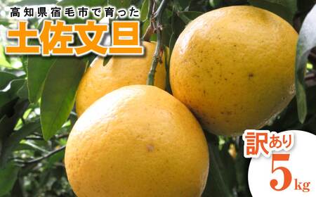 [訳あり]先行予約 太陽の恵みをいっぱい受けて育った土佐文旦 家庭用 5kg 5キロ L〜2L 柑橘 フルーツ ミカン みかん 蜜柑 ぶんたん ブンタン 果物 くだもの[R01135]