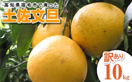 [訳あり]先行予約 太陽の恵みをいっぱい受けて育った土佐文旦 家庭用 10kg 10キロ L〜2L 柑橘 フルーツ ミカン 蜜柑 ぶんたん ブンタン 果物 くだもの[R01136]