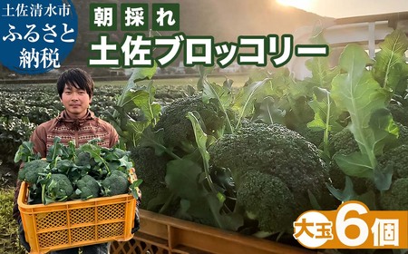 朝採り 土佐のブロッコリー 大玉6個 1.5~1.8kg 農家のオススメ専用レシピ付き やさい 野菜 栄養 タンパク質 健康 ビタミンC おかず お弁当 サラダ 料理 冷蔵 配送 国産[R01210]