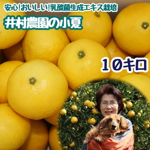 井村農園の小夏（10kg）日向夏 みかん 柑橘 フルーツ こなつ ﾆｭｰｻﾏｰｵﾚﾝｼﾞ 先行予約【R00548】
