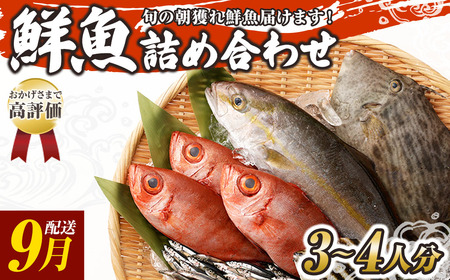 旬の朝獲れ鮮魚詰め合わせ 9月配送※着日指定不可[以布利定置網 漁師直送][S00818-9]