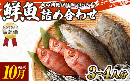 旬の朝獲れ鮮魚詰め合わせ 2025年10月配送[以布利定置網 漁師直送]朝獲れ 旬 鮮魚 魚介 海鮮 魚 さかな せんぎょ 鮮魚セット 詰め合わせ おまかせ お任せ[S00818-10]