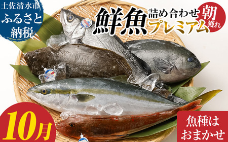 旬の朝獲れ鮮魚詰め合わせ(プレミアム)[2025年10月配送][以布利定置網 漁師直送]朝獲れ 旬 鮮魚 魚介 海鮮 魚 さかな せんぎょ 鮮魚セット 詰め合わせ おまかせ お任せ[S00819-10]