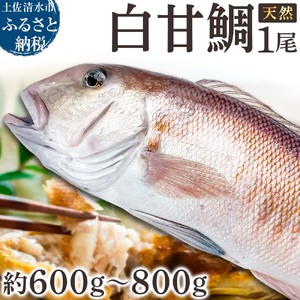 天然 白甘鯛 1尾(約600g〜800g)※下処理なし・指定日不可※ 希少 高級魚 白アマダイ あまだい タイ 鯛 刺身 お刺身 刺し身 丸ごと 1本 1尾 お造り 冷蔵 高知[R01545]