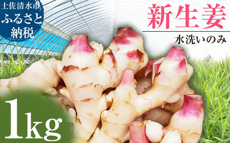 [先行受付]新生姜 1kg 水洗いのみ 生姜 生姜湯 ジンジャー しょうが ショウガ 1キロ 野菜 旬 季節限定 佃煮 甘酢漬け ジンジャーエール サラダ 新鮮 温まる 温活 冷え対策 国産 高知県 土佐清水市 高知[R01551]