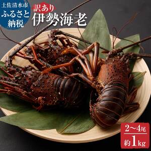 [訳あり]天然 伊勢海老 約1kg(2匹〜4匹入り)海鮮BBQ 甲殻類 えび エビ 伊勢えび イセエビ 刺身 お刺身 鍋 お味噌汁 グラタン 海鮮 魚介類 海の幸[R01248]