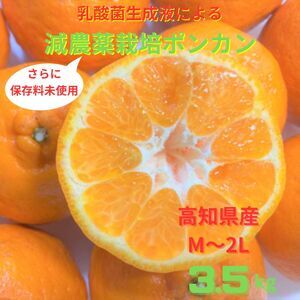 [令和8年1月下旬より発送][訳あり]ぽんかん 3.5kg 高糖度 みかん 柑橘 甘い ジューシー 完熟 フルーツ 果物 ビタミンC 旬 M〜2Lサイズ 減農薬 乳酸菌生成液 産直 季節限定 家庭用[R01342]