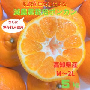 [先行予約][訳あり] ぽんかん 5kg 高糖度 みかん 柑橘 高知 土佐清水 甘い ジューシー 完熟 フルーツ 果物 ビタミンC 旬 M〜2Lサイズ 減農薬 産直 季節限定 家庭用 自宅用[R00891]