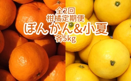 [先行予約]全2回定期便 特産柑橘フルーツ各5kg(ぽんかん&小夏 )5キロ みかん ミカン 果物 果実 果肉 デコポンの親 日向夏 おやつ デザート 甘い 美味しい 国産 ギフト 贈答[J00005]