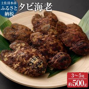 天然タビ海老(ゾウリエビ)約500g(3〜5尾入り)サイズおまかせ 贈答可 タビエビ セミエビ科 ゾウリ海老 ウチワ 海老 えび 天然 お刺身 刺身 お味噌汁 パスタ 濃厚 甘い[R01249]