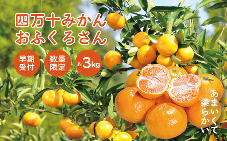 [早期受付・数量限定]農家直送!四万十みかん[おふくろさん]3kg 家庭用 予約 早期受付 数量限定 家庭用 旬 温州 温州みかん みかん 蜜柑 ミカン フルーツ 果物 くだもの 四万十市 四万十 しまんと[2025年11月中旬より順次配送]25-550
