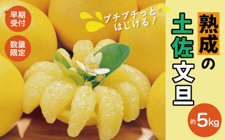 [早期受付・数量限定]熟成の土佐文旦5kg 家庭用 予約 先行受付 大人気 リピーター フルーツ 果物 旬 文旦 ぶんたん ブンタン 土佐 柑橘 オススメ 四万十 しまんと 高知 産地直送 農家直送 [2026年2月下旬より発送]25-551