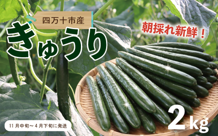 四万十市産 きゅうり 2kg 朝採れ 新鮮 野菜 やさい 高知県産 国産 胡瓜 キュウリ みずみずしい 産地直送 お取り寄せ 旬 ハウス栽培 農家直送 高知県 高知 四万十市 四万十 しまんと[発送時期:11月中旬〜4月下旬