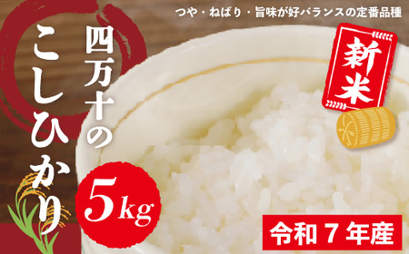 米 5kg [ 新米 令和7年産 ] 四万十 の こしひかり 国産 1等米 予約 コシヒカリ 精米 お米 白米 ごはん ご飯 おいしい ふっくら もちもち 高知県 高知 四万十市 しまんと 土佐[2025年9月より順次配送]25-148