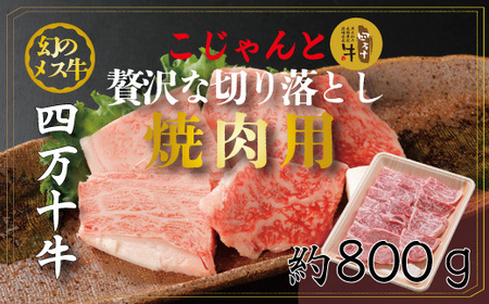 R5-019D̃X@l\ґȐ؂藎ƂiēpE800j