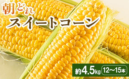 とうもろこし スイートコーン 4.5kg(12〜15本)[とうもろこし 甘いとうもろこし 朝採れとうもろこし 焼きとうもろこし トウモロコシ] sy-0002