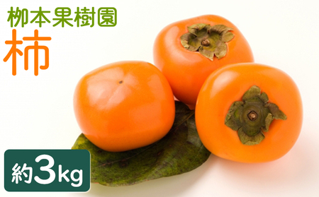 [期間限定]柿 3kg[柿 柿 柿 柿 柿 柿 柿] yg-0014