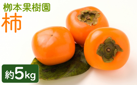 [期間限定]柿 5kg[カキ カキ カキ カキ カキ カキ] yg-0015