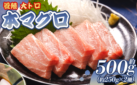 本マグロ 養殖大トロ 約500g 2冊 - 鮪 まぐろ 寿司 刺身 海鮮丼 漬け丼 カルパッチョ おつまみ 海産物 魚介 海の幸 本鮪本鮪 大トロ oo-0001