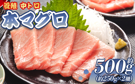 本まぐろ 養殖 中トロ 約500g 2冊 - 鮪 まぐろ 寿司 刺身 海鮮丼 漬け丼 カルパッチョ おつまみ 海産物 魚介 海の幸 本鮪本鮪 oo-0002