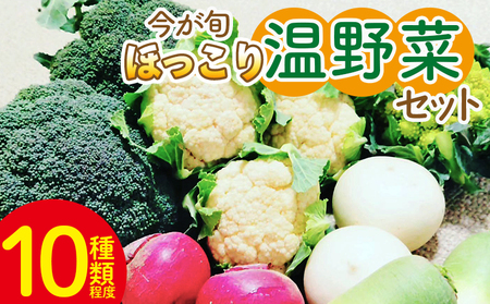 野菜 まさに旬 ほっこり温野菜セット -お野菜詰め合わせ 朝採れ 朝採り 新鮮 お手軽 簡単調理 ブロッコリー 人参 にんじん ニンジン カリフラワー 大根 だいこん かぶ カブ sy-0006