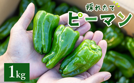 高知県香南市産採れたてピーマン1kg [ 野菜ピーマン やさい 新鮮ピーマン 国産ピーマン 肉厚ピーマン 炒め物 肉詰めピーマン 料理 高知県 香南市 冷蔵 ] im-0001