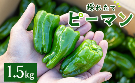 ピーマン 1.5kg 高知県香南市産採れたて [ 野菜ピーマン やさい 新鮮ピーマン 国産ピーマン 肉厚ピーマン 炒め物 肉詰めピーマン 料理 高知県 香南市 冷蔵 ] im-0002