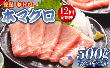 [中トロ定期便] 12回 約250g 2冊 養殖 本マグロ 合計6kg[中トロ 中とろ 本マグロの中トロ 本鮪中トロ 中トロ定期便] Woo-0010