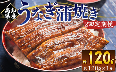 国産 うなぎ 定期便 100g〜120g 1尾 2回 蒲焼き 高知県産 養殖 魚介 国産 海鮮 魚 かばやき 鰻 ウナギ 惣菜 おかず お手軽 加工品 加工食品 冷凍 Wfb-0033