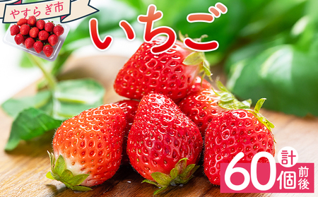 いちご 4パック(各パック15〜18個) 計60個程度 [ いちごいちごいちごいちごいちごいちご ] yr-0054