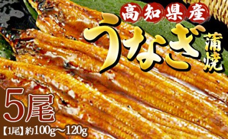 高知県産養殖うなぎ蒲焼 5尾(合計500g以上) うなぎ 鰻 ウナギ うなぎ 鰻 ウナギ うなぎ 鰻 ウナギ うなぎ 鰻 ウナギ うなぎ 鰻 ウナギ うなぎ 鰻 ウナギ うなぎ うなぎ うなぎ うなぎ うなぎ うなぎ ss-0040