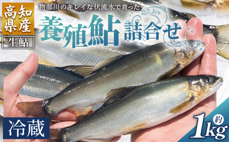 [冷蔵]鮎 1kg 生鮎 先行受付[アユ アユ アユ アユ アユ] kt-0002