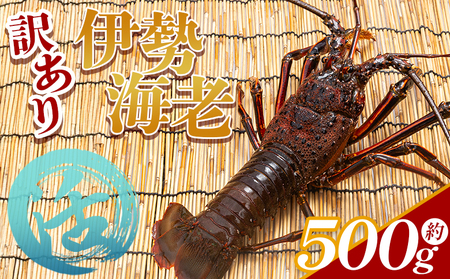伊勢海老 500g 冷蔵【伊勢海老 伊勢海老 伊勢海老 伊勢海老 伊勢海老 活き 伊勢海老】  eb-0001