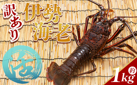 伊勢海老 1kg 冷蔵【伊勢海老 伊勢海老 伊勢海老 伊勢海老 伊勢海老 活き 伊勢海老】 eb-0003