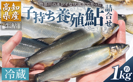 [先行受付]鮎 子持ち鮎 冷蔵 1kg[アユ アユ アユ アユ アユ] kt-0005