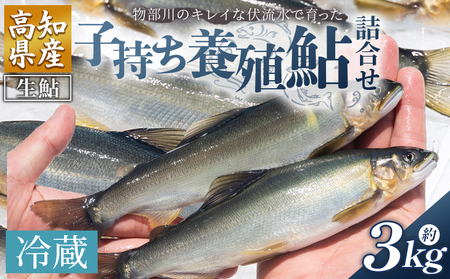 [冷蔵]子持ち鮎 3kg 生鮎 先行受付[鮎 鮎 鮎 鮎 鮎] kt-0006