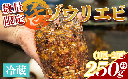 [数量限定]活 ゾウリエビ 計250g(1尾〜2尾)[海老 海老 海老 海老 海老] eb-0018