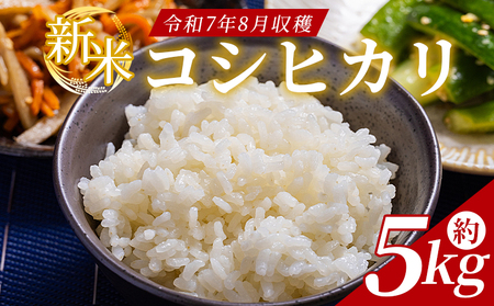 どぶろく工房香南 新米 コシヒカリ 約5kg(令和7年8月収穫) db-0039