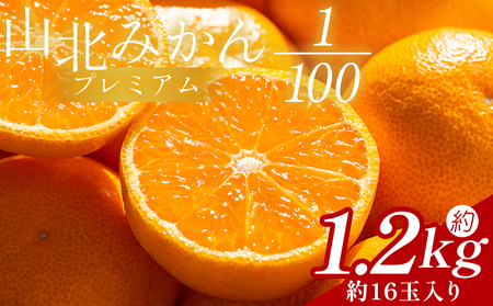 山北プレミアムみかん 1/100(サイズ:S) 1.2kg 約16玉入り 国産 みかん yk-0056