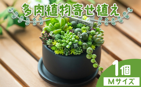 自家生産 多肉植物の寄せ植え Mサイズ 多肉植物 pk-0002