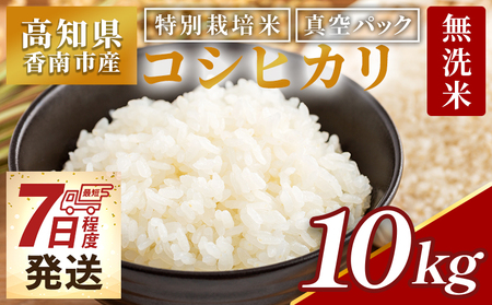 コシヒカリ 10kg 令和7年産コシヒカリ 特別栽培米 高知県 精米〔公益社団法人香南市農業公社〕 nu-0004