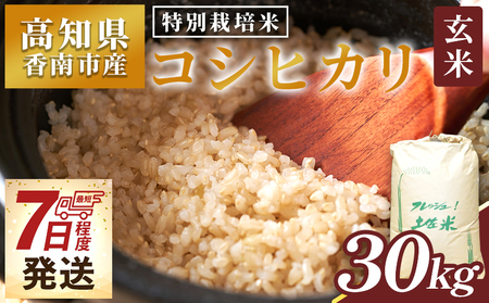 [特別栽培米玄米] コシヒカリ(特別栽培米) 30kg 令和7年産 玄米 香南市 nu-0005